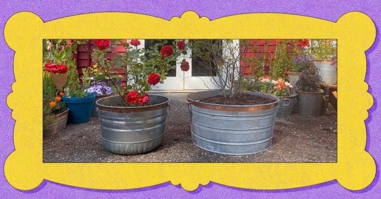 I Can’t Get Enough of These Steel Tubs in My Garden