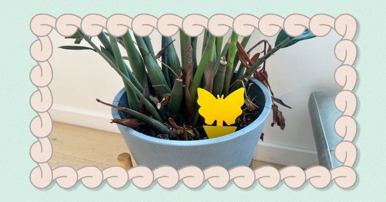 These Sticky Traps Helped Me Win My War With Fungus Gnats