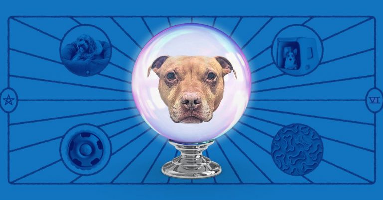I Took My Dog to a Psychic. I Think It Actually May Have Worked?