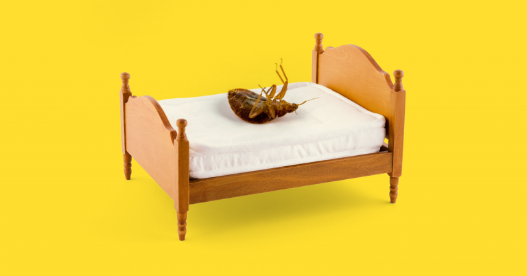 How to Get Rid of Bedbugs