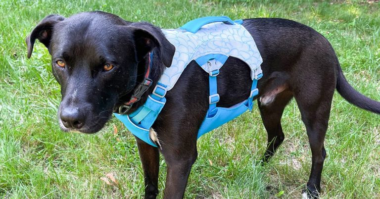 The Best Cooling Pet Beds, Mats, Bottles, and Other Accessories to Get Your Dogs and Cats Through Summer