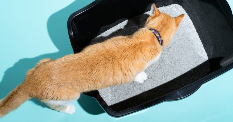 The 3 Best Cat Litters of 2025