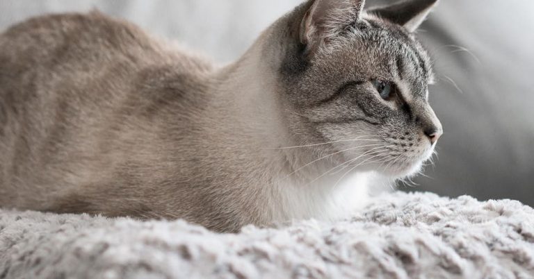 The Best Cat Beds (According to Our Cats) for 2025