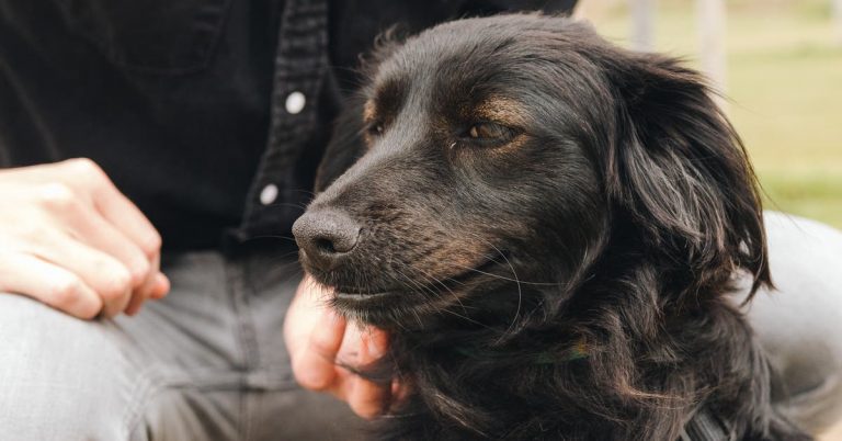 Adopting a New Dog Checklist