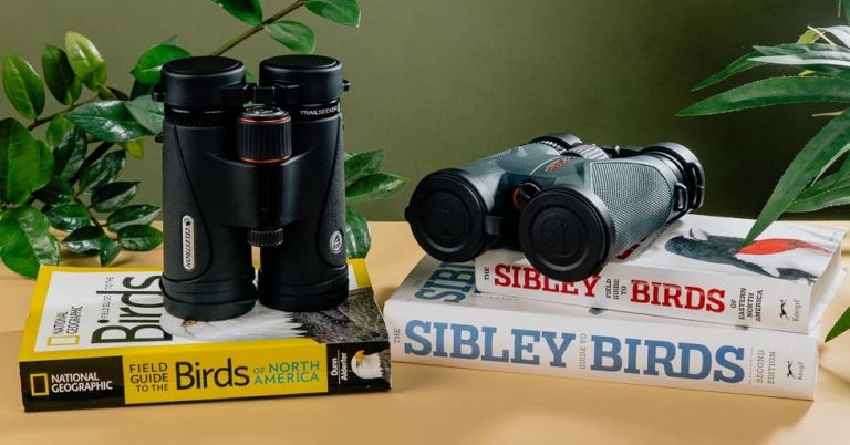The 4 Best Binoculars for Birds, Nature & Outdoors of 2025