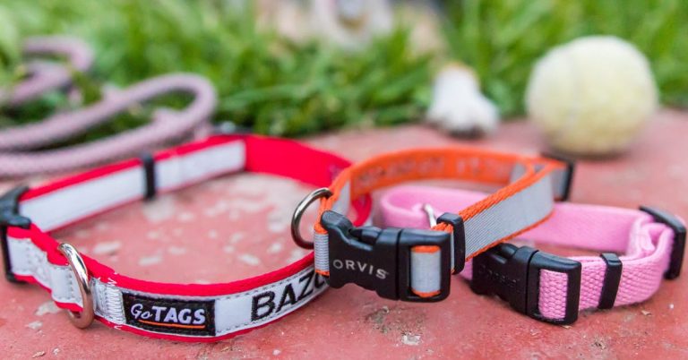 The Best Dog Collar | Reviews by Wirecutter