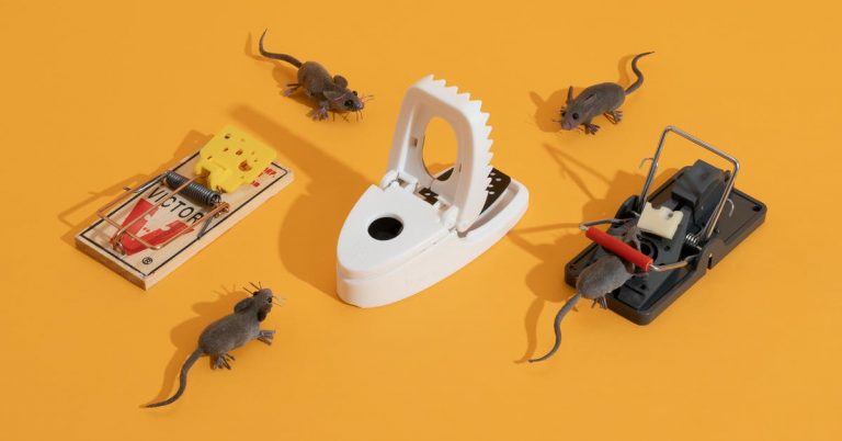 The 4 Best Mousetraps of 2025