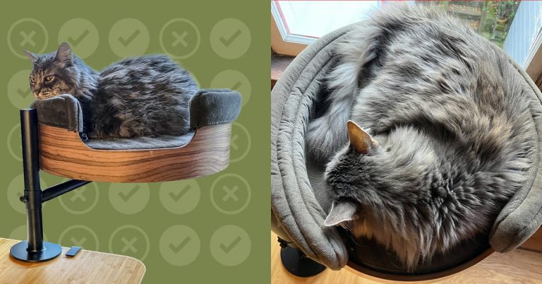 Can the Desk Nest Keep My Cat Happy — And Off of My Keyboard?